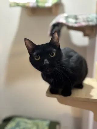 Lola Sparks