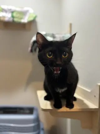 Lola Sparks