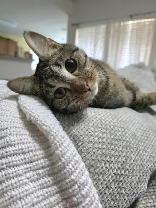 Juno