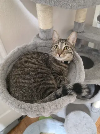 Juno