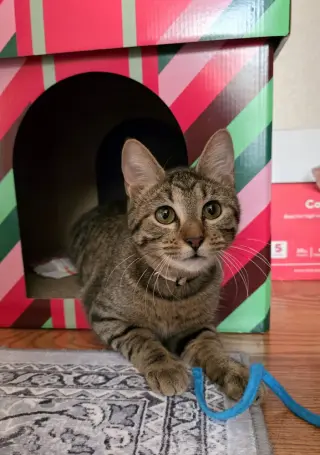 Juno