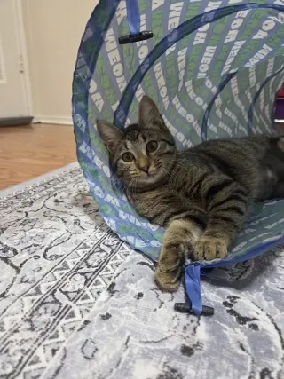 Juno