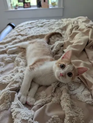 Curious Georgie