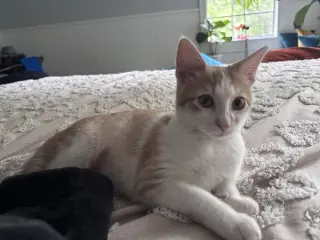 Curious Georgie