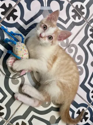 Curious Georgie