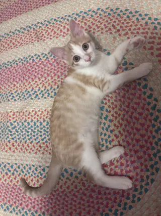 Curious Georgie