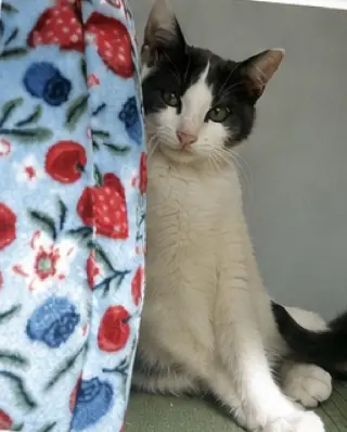 Rosie Posie