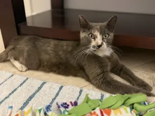 Willow Sage