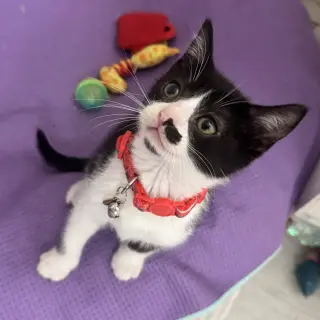 Crimson