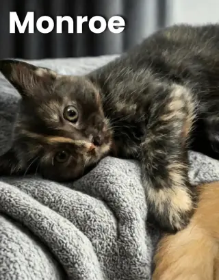 Monroe