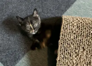 Monroe