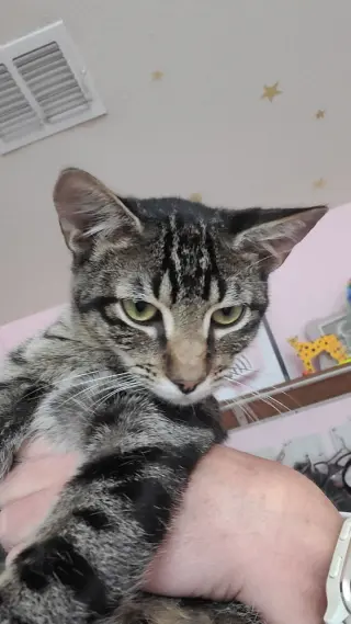 Simon Toast