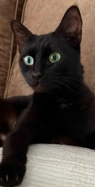 Emerald