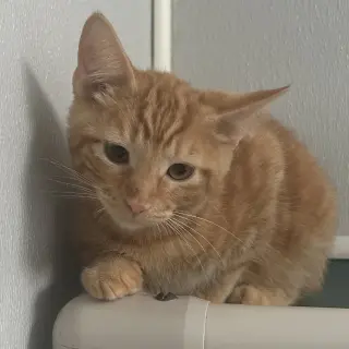 Marmalade