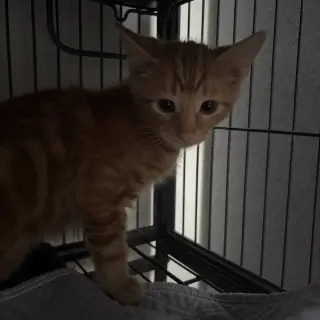 Marmalade
