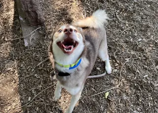 Felix