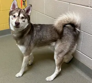 Felix