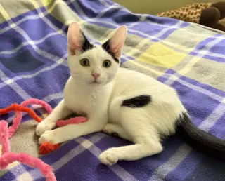 Tux