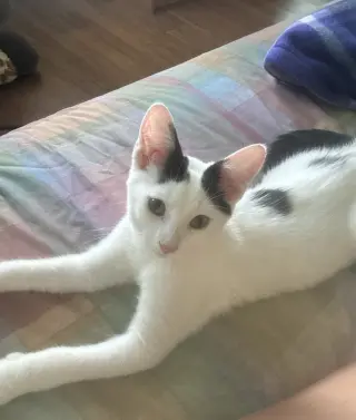 Tux