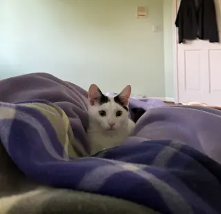 Tux