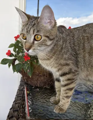 Kisha