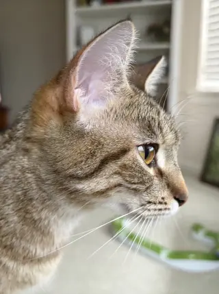 Kisha