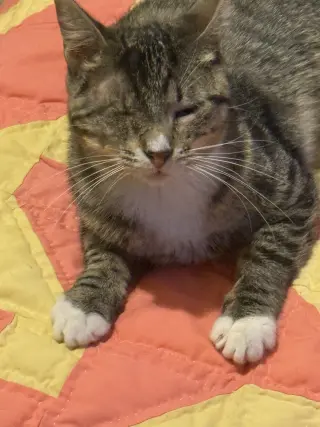 Chimi (one-eye)