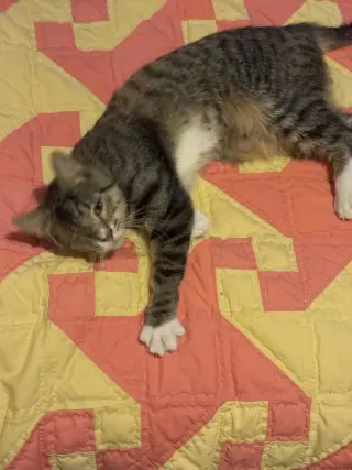 Chimi (one-eye)