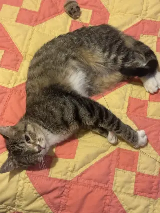 Chimi (one-eye)