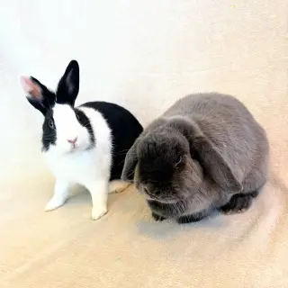 Momo & Bok Choy