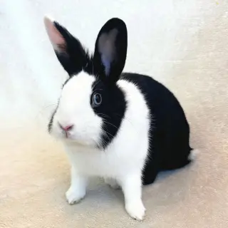 Momo & Bok Choy
