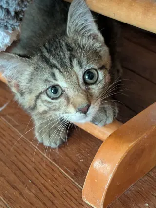 Sookie