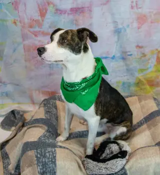 Harvey