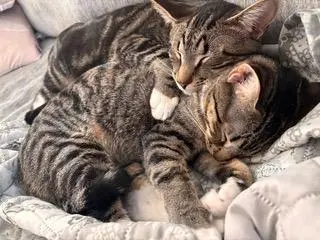 BONKERS & DOTTIE - BONDED PAIR