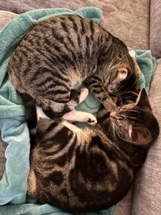 BONKERS & DOTTIE - BONDED PAIR