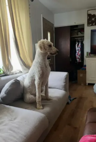 Skipper