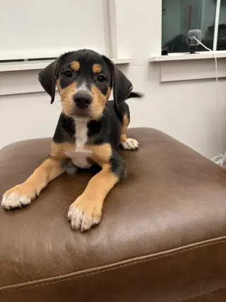 Chief
