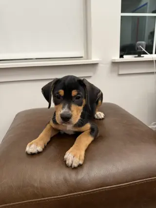 Chief