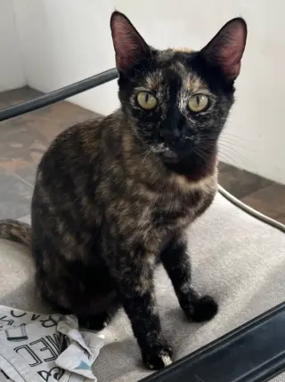 Niosa