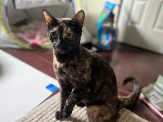 Niosa