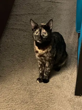Niosa