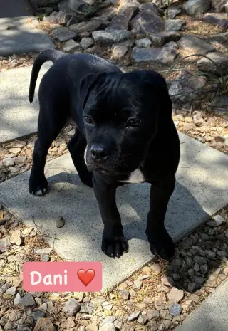Dani