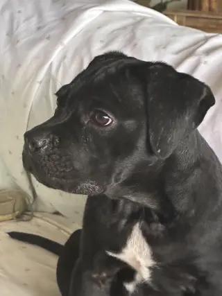Dani