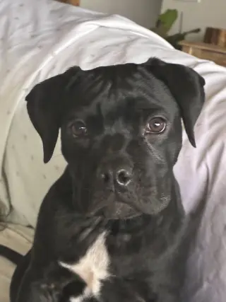 Dani
