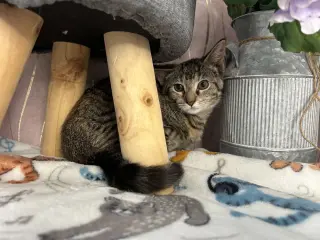 Willow