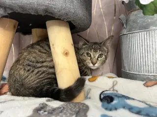 Willow