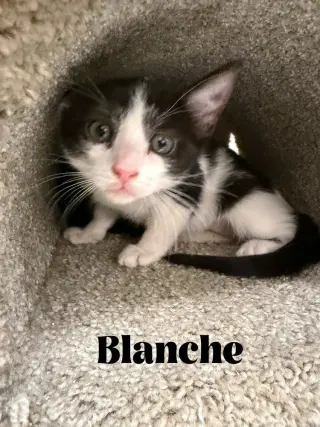 Blanche