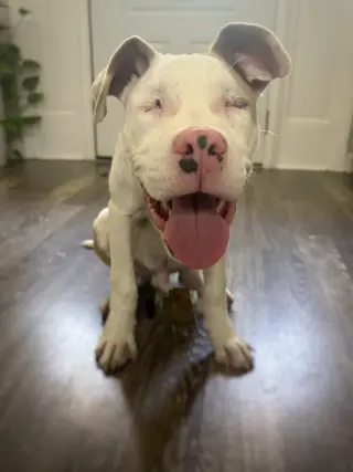 Bonk