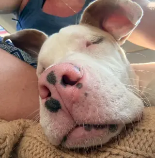 Bonk