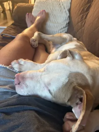 Bonk